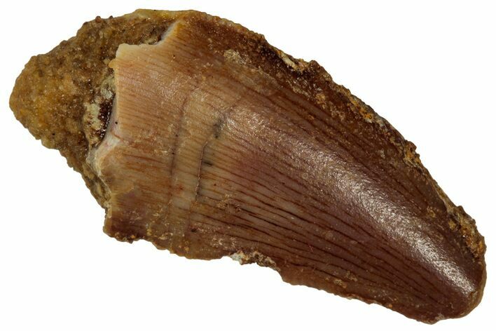 Serrated Raptor Tooth - Real Dinosaur Tooth #333348